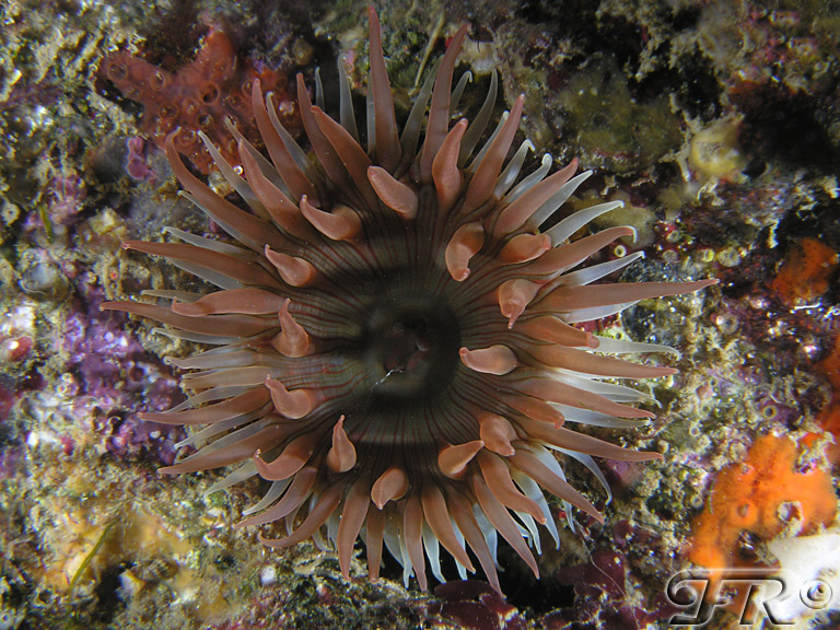 Anemone in cerca di nome!